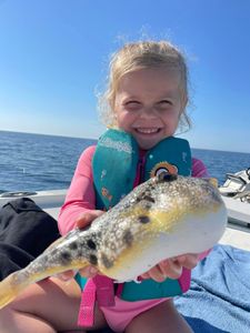 Southern Puffer Caught in Florida